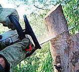 How Our Tree Care Process Works  in  Lincoln Beach, OR
